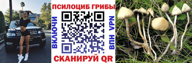 Псилоцибиновые грибы Cubensis  Зубцов 